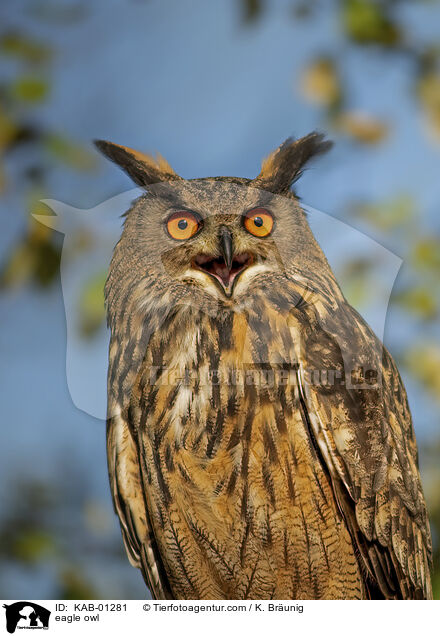 Uhu / eagle owl / KAB-01281