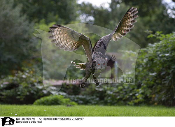 Eurasian eagle owl / JM-09676