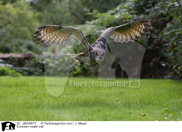 Eurasian eagle owl / JM-09677