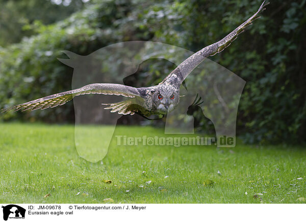 Eurasian eagle owl / JM-09678