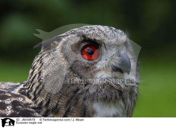 Eurasian eagle owl / JM-09679