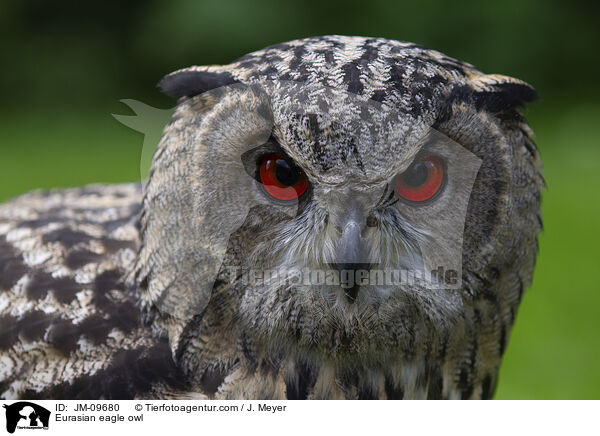 Eurasian eagle owl / JM-09680