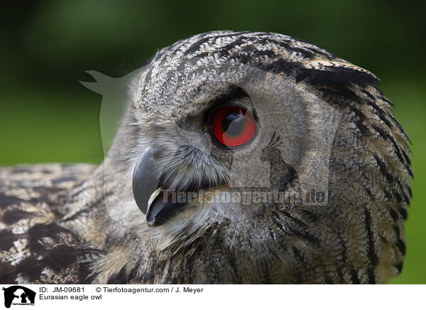 Eurasian eagle owl / JM-09681