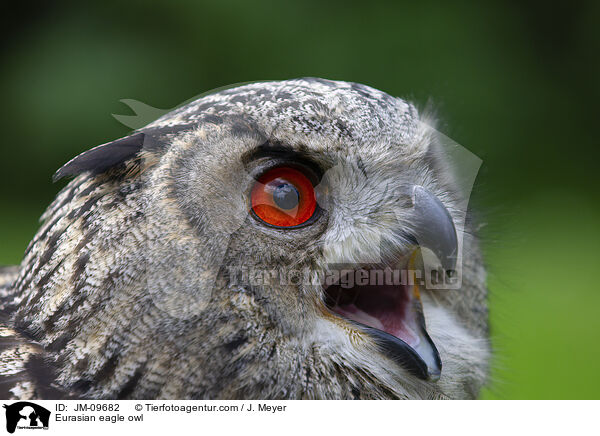 Eurasian eagle owl / JM-09682