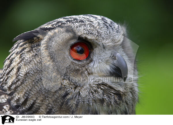 Eurasian eagle owl / JM-09683