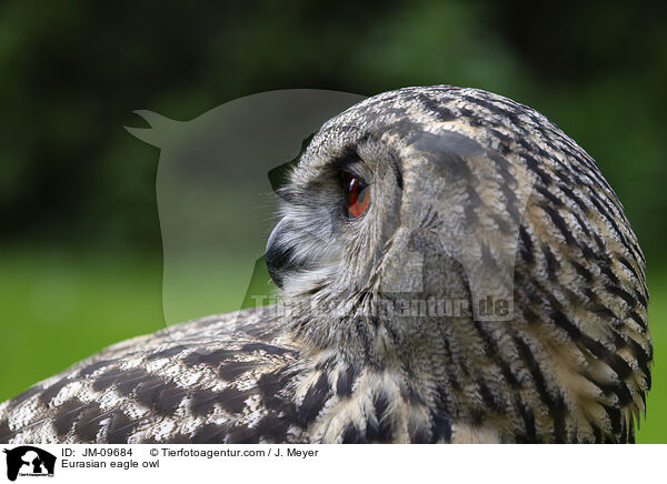 Eurasian eagle owl / JM-09684