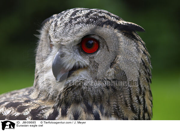 Uhu / Eurasian eagle owl / JM-09685