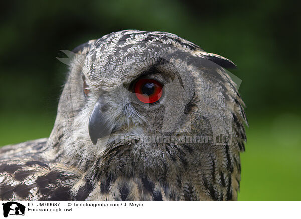Uhu / Eurasian eagle owl / JM-09687