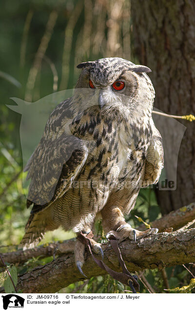 Uhu / Eurasian eagle owl / JM-09716