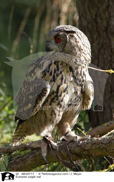 Eurasian eagle owl / JM-09717
