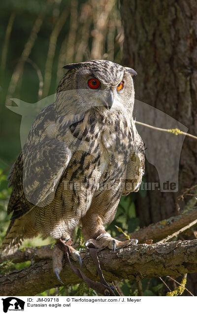 Eurasian eagle owl / JM-09718