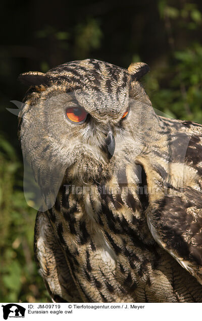 Eurasian eagle owl / JM-09719