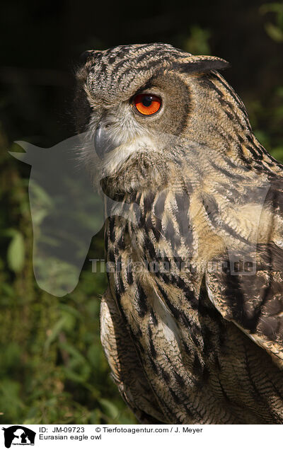 Eurasian eagle owl / JM-09723