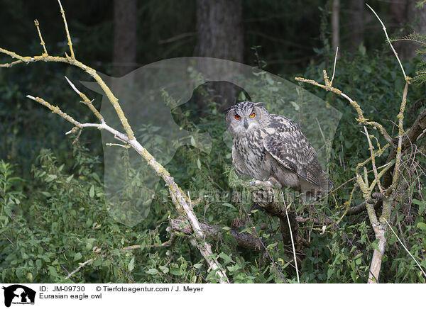 Eurasian eagle owl / JM-09730