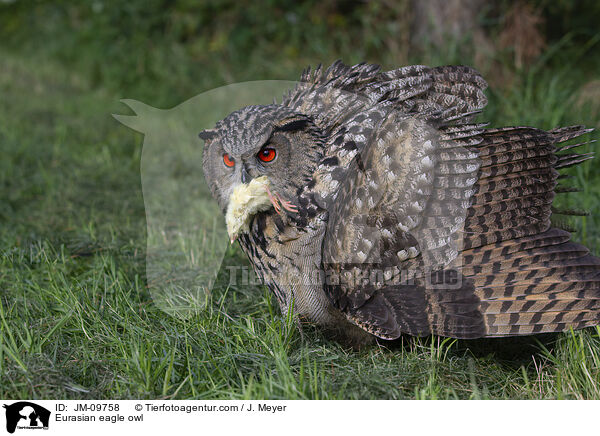 Uhu / Eurasian eagle owl / JM-09758