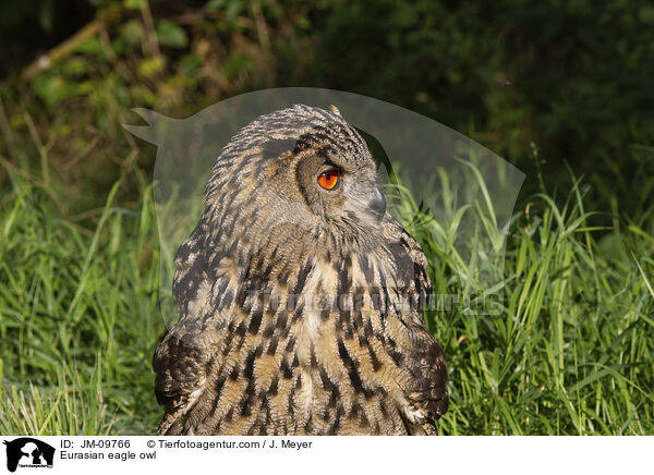 Uhu / Eurasian eagle owl / JM-09766