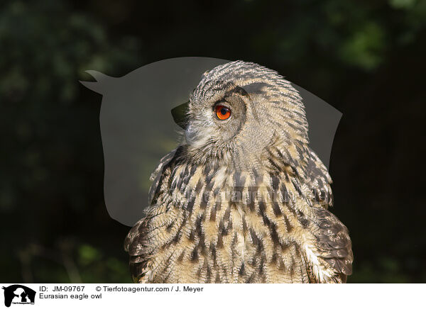 Eurasian eagle owl / JM-09767