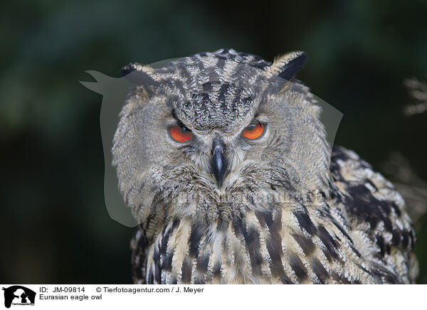 Uhu / Eurasian eagle owl / JM-09814