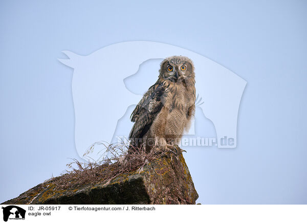 eagle owl / JR-05917