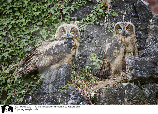 2 junge Uhus / 2 young eagle owls / JR-05920