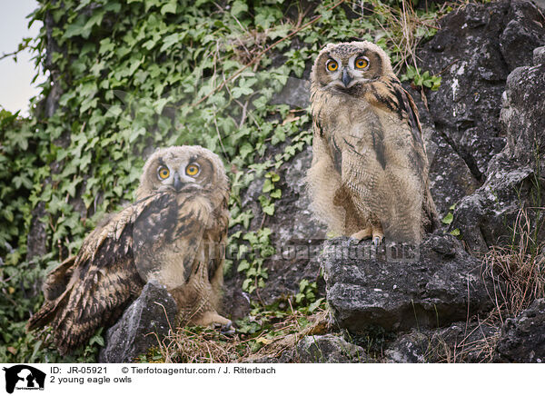 2 young eagle owls / JR-05921