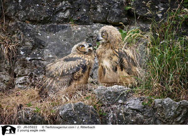 2 junge Uhus / 2 young eagle owls / JR-05922