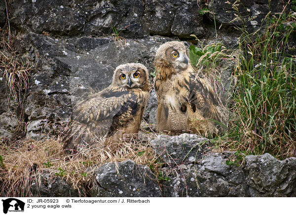 2 junge Uhus / 2 young eagle owls / JR-05923