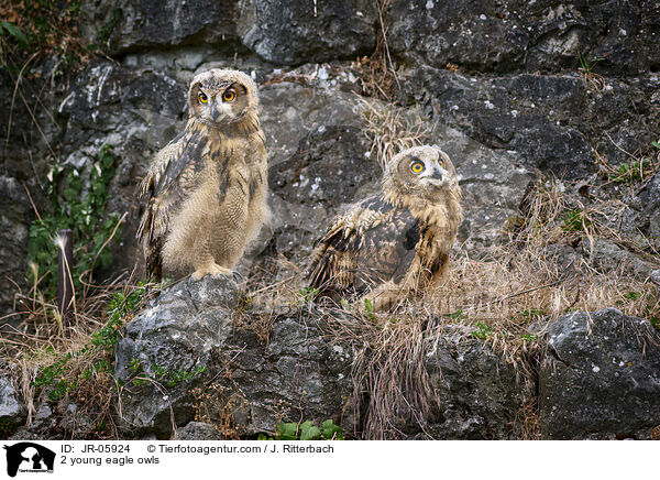 2 junge Uhus / 2 young eagle owls / JR-05924