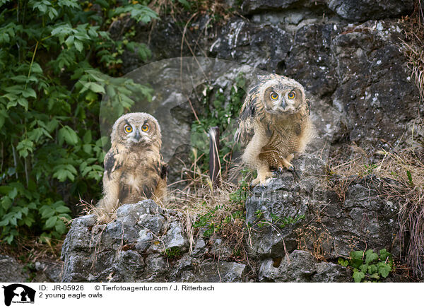 2 junge Uhus / 2 young eagle owls / JR-05926