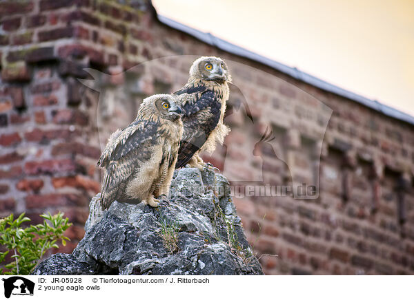 2 junge Uhus / 2 young eagle owls / JR-05928