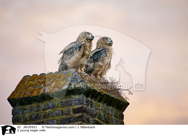 2 junge Uhus / 2 young eagle owls / JR-05931