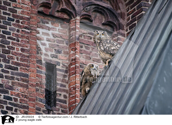 2 junge Uhus / 2 young eagle owls / JR-05934