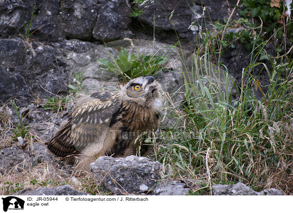 eagle owl / JR-05944