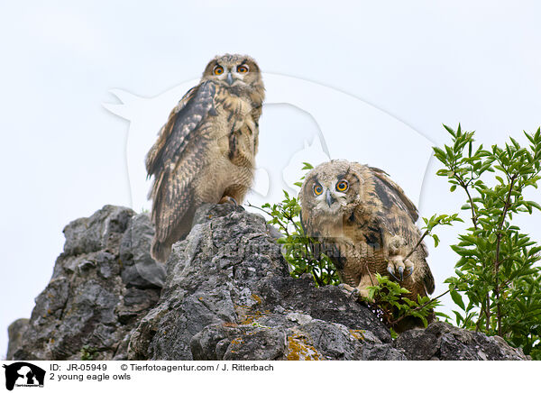2 junge Uhus / 2 young eagle owls / JR-05949