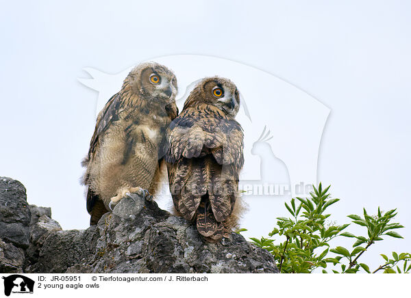 2 young eagle owls / JR-05951