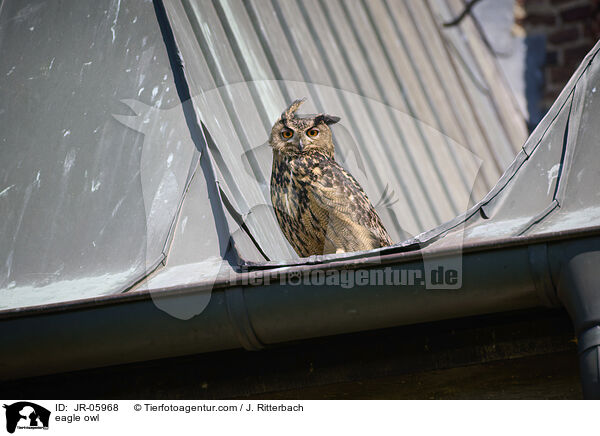 Uhu / eagle owl / JR-05968