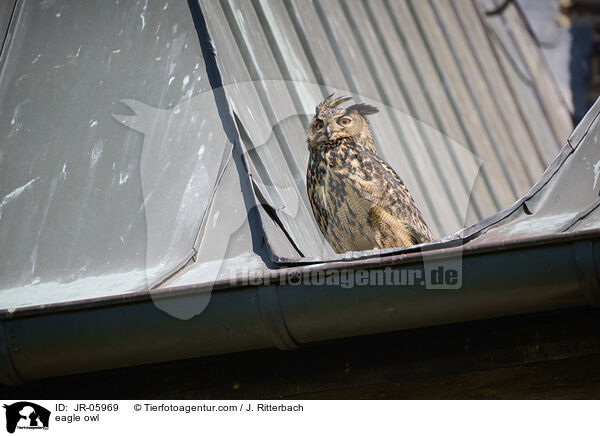 eagle owl / JR-05969