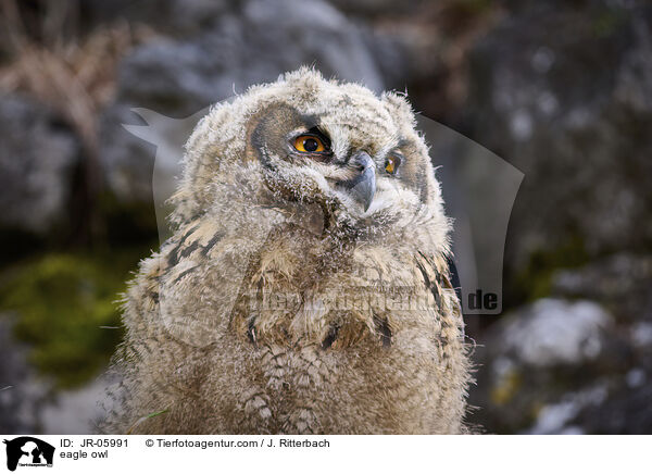 Uhu / eagle owl / JR-05991