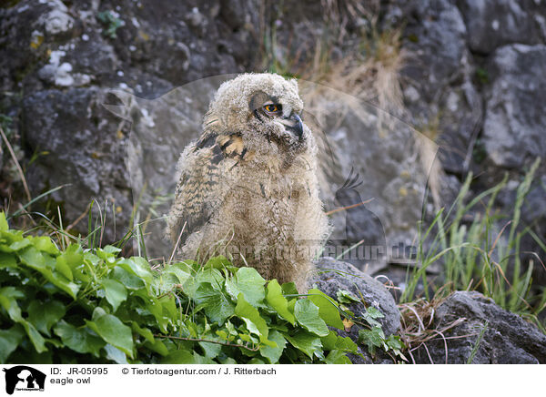 Uhu / eagle owl / JR-05995