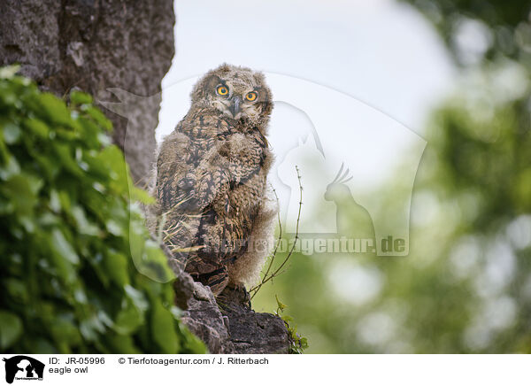 eagle owl / JR-05996