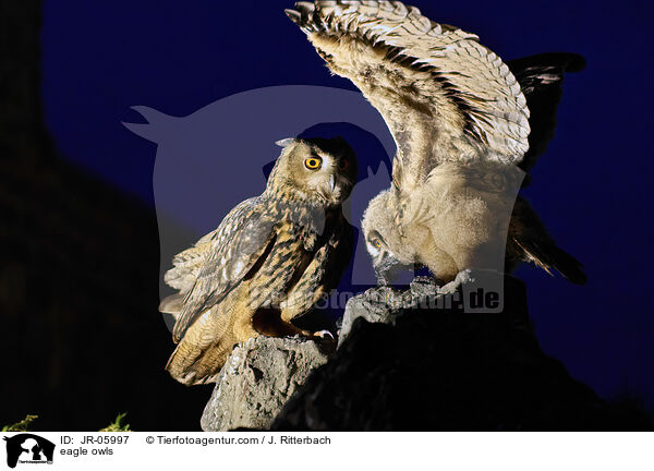 eagle owls / JR-05997