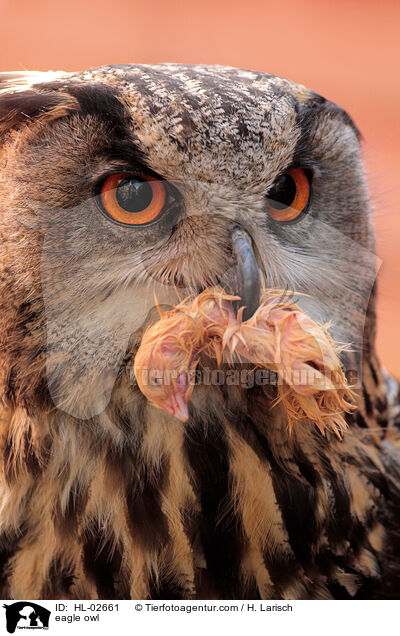Uhu / eagle owl / HL-02661