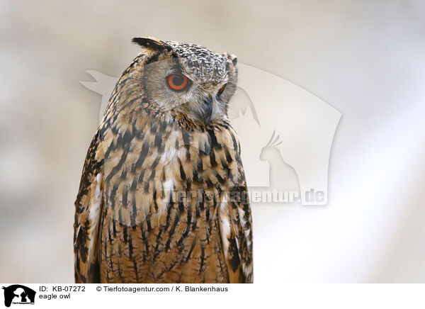 eagle owl / KB-07272