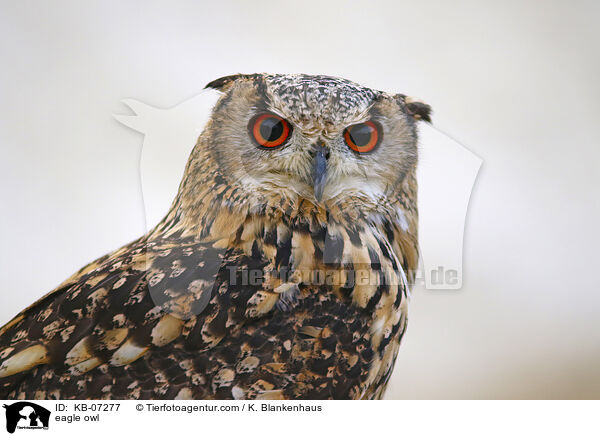 eagle owl / KB-07277