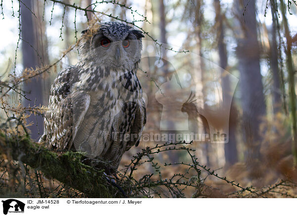 eagle owl / JM-14528