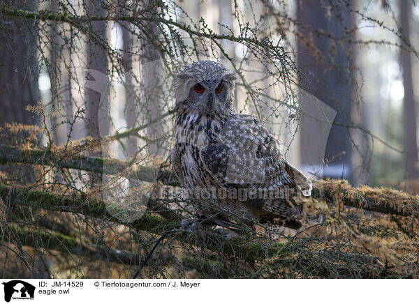 eagle owl / JM-14529