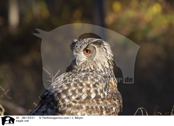 eagle owl / JM-14531