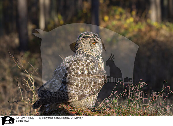 eagle owl / JM-14533