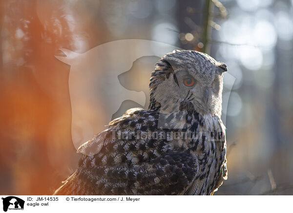 eagle owl / JM-14535