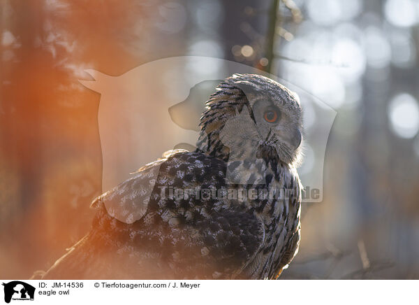 eagle owl / JM-14536